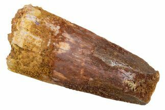 Bargain, Juvenile Fossil Spinosaurus Tooth - Feeding Worn Tip #345891