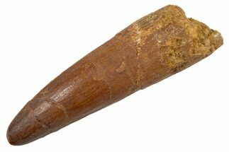 Juvenile Fossil Spinosaurus Tooth - Feeding Worn Tip #345894
