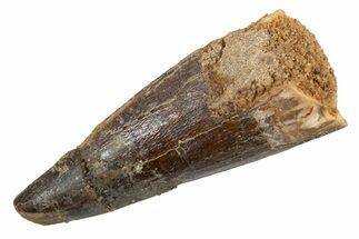 Juvenile Fossil Spinosaurus Tooth - Real Dinosaur Tooth #345898