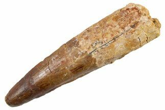 Fossil Spinosaurus Tooth - Real Dinosaur Tooth #345905