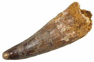 Fossil Spinosaurus Tooth - Real Dinosaur Tooth #345918