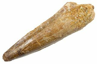 Fossil Spinosaurus Tooth - Real Dinosaur Tooth #345924