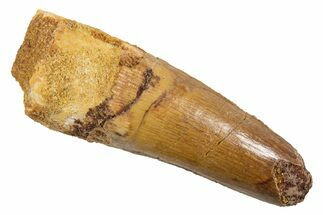 Fossil Spinosaurus Tooth - Feeding Worn Tip #345927