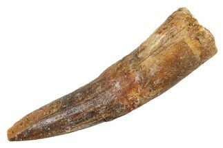 Fossil Spinosaurus Tooth - Real Dinosaur Tooth #345936