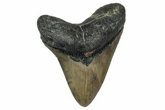 Serrated, Fossil Megalodon Tooth - North Carolina #345671