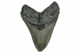 Serrated, Fossil Megalodon Tooth - North Carolina #345677