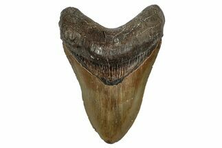 Serrated, Fossil Megalodon Tooth - North Carolina #345678