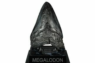 Bargain, Fossil Megalodon Tooth - Serrated Blade #345783