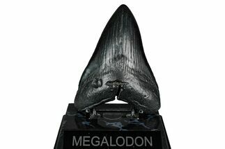 Fossil Megalodon Tooth - South Carolina #345787