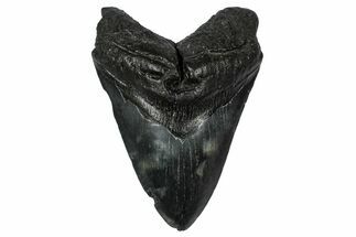 Fossil Megalodon Tooth - South Carolina #345809
