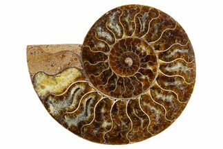 Cut & Polished Ammonite Fossil (Half) - Madagascar #345975