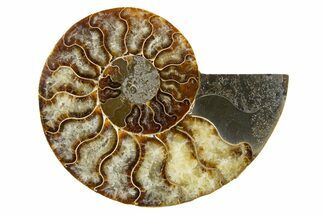 Cut & Polished Ammonite Fossil (Half) - Madagascar #345977