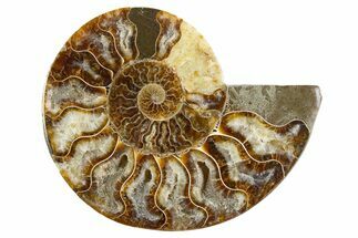 Cut & Polished Ammonite Fossil (Half) - Madagascar #345981