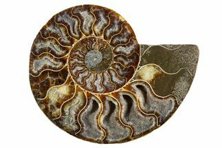 Cut & Polished Ammonite Fossil (Half) - Deep Crystal Pockets #345995