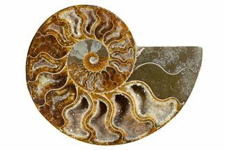 Cut & Polished Ammonite Fossil (Half) - Deep Crystal Pockets #346005