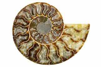 Cut & Polished Ammonite Fossil (Half) - Madagascar #346008