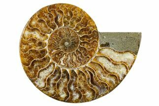 Cut & Polished Ammonite Fossil (Half) - Madagascar #346012