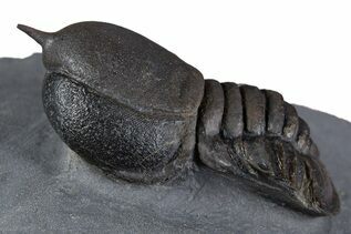 Trilobites For Sale