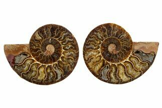 Cut & Polished, Agatized Ammonite Fossil - Madagascar #344157