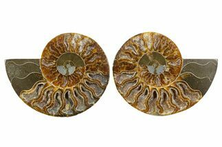 Cut & Polished, Agatized Ammonite Fossil - Madagascar #344158