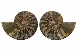 Cut & Polished, Agatized Ammonite Fossil - Madagascar #344490