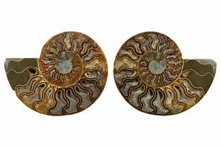 Cut & Polished, Agatized Ammonite Fossil - Deep Crystal Pockets #344491
