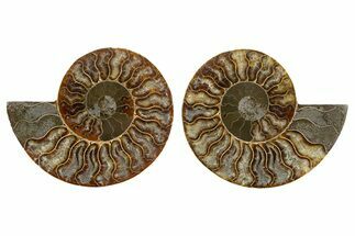 Cut & Polished, Agatized Ammonite Fossil - Madagascar #344492