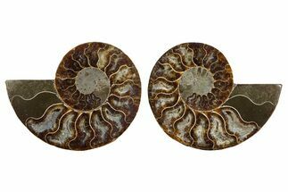Cut & Polished, Agatized Ammonite Fossil - Madagascar #344493