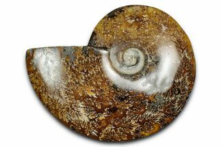 Polished Ammonite (Cleoniceras) Fossil - Madagascar #339261