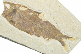 Bargain, Fossil Fish (Knightia) - Wyoming #346015