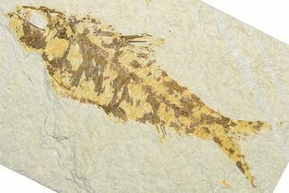 Bargain, Fossil Fish (Knightia) - Wyoming #346027