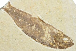 Bargain, Fossil Fish (Knightia) - Wyoming #346042