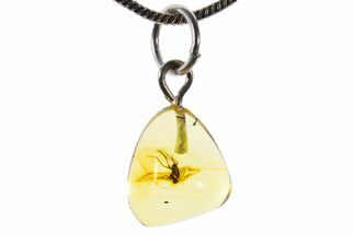 Polished Baltic Amber Pendant (Necklace) - Contains Fly! #339613
