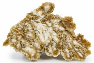 Polished Barite With Pyrite - Lubin Mine, Poland #346197