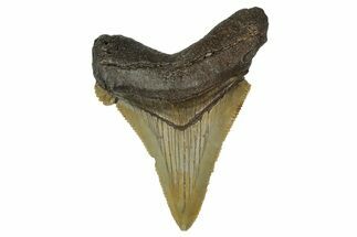 Serrated Angustidens Tooth - Megalodon Ancestor #340365
