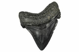 Serrated Angustidens Tooth - Megalodon Ancestor #340367