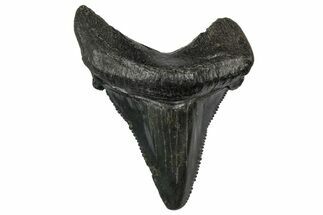 Serrated Angustidens Tooth - Megalodon Ancestor #340383