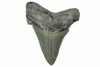 Serrated Angustidens Tooth - Megalodon Ancestor #340384