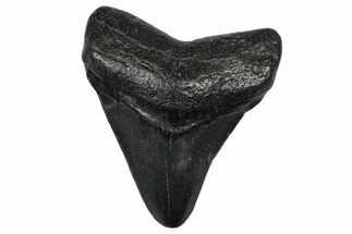 Juvenile Megalodon Tooth - South Carolina #340543