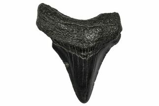 Juvenile Megalodon Tooth - South Carolina #340544