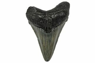 Juvenile Megalodon Tooth - South Carolina #340545