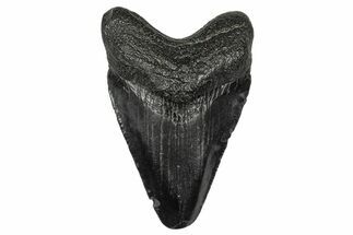 Juvenile Megalodon Tooth - South Carolina #340546