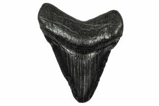 Serrated, Juvenile Megalodon Tooth - South Carolina #340547