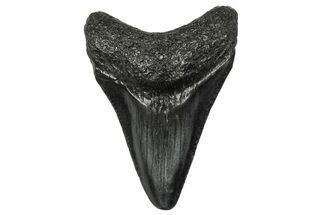 Juvenile Megalodon Tooth - South Carolina #340548