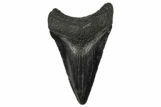 Serrated, Juvenile Megalodon Tooth - South Carolina #340549
