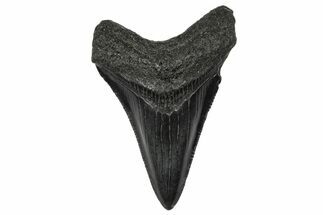 Serrated, Juvenile Megalodon Tooth - South Carolina #340550