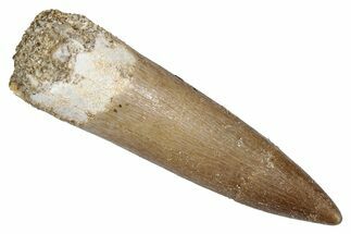 Fossil Plesiosaur (Zarafasaura) Tooth - Morocco #344232