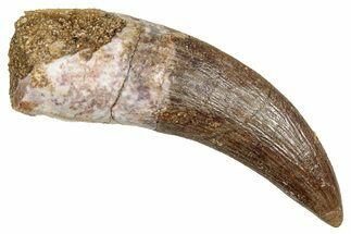 Fossil Plesiosaur (Zarafasaura) Tooth - Morocco #344249