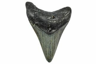 Juvenile Megalodon Tooth - North Carolina #345683
