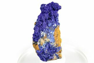 Cerussite Crystals on Sparkling Azurite - Congo #346132